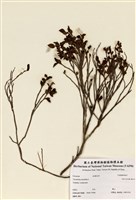藏品(歐洲越橘)的圖片